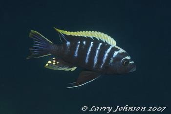 Cynotilapia zebroides 'Chiofu'